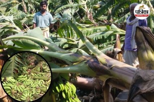 Banana Crop Ruined