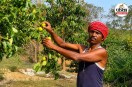 Jashpur Pear Farming