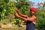 Jashpur Pear Farming