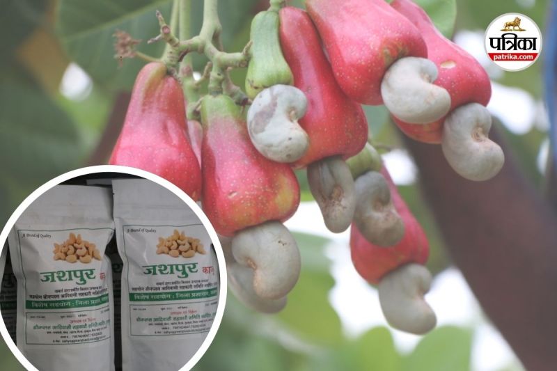 Jashpur Cashew