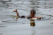 Children drowned
