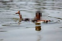 Children drowned