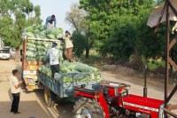 Chomu vegetable farming