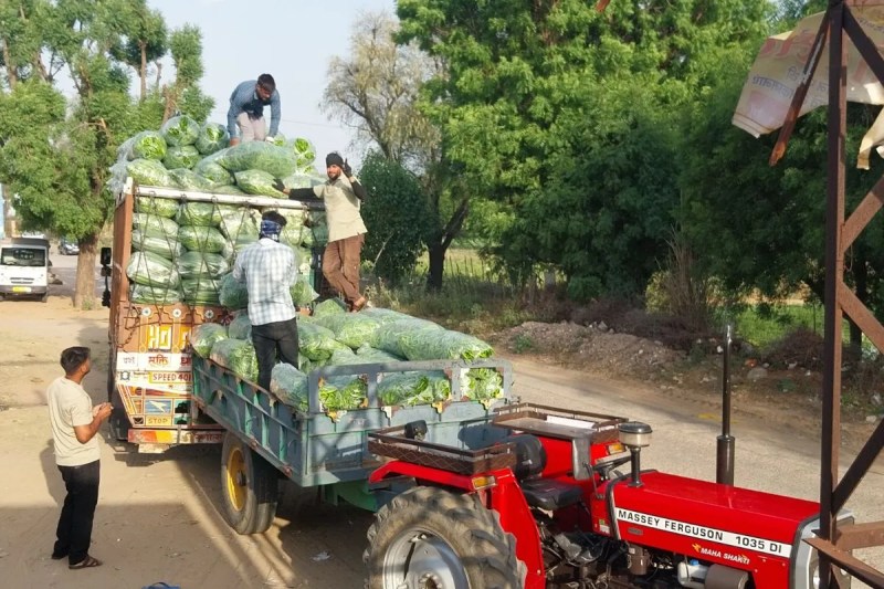 Chomu vegetable farming