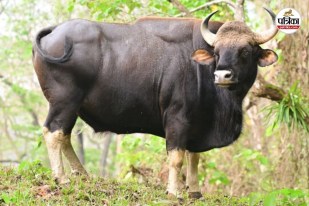 Chhattisgarh Bison Terror
