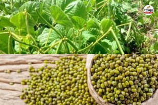 Sri Ganganagar Moong Farming