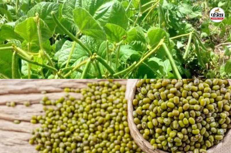 Sri Ganganagar Moong Farming