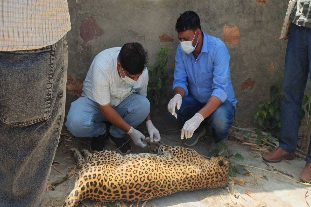 Death of panther and peacock