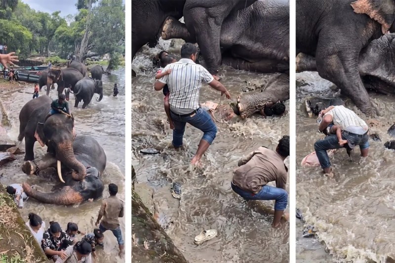 Dubare Elephant Camp