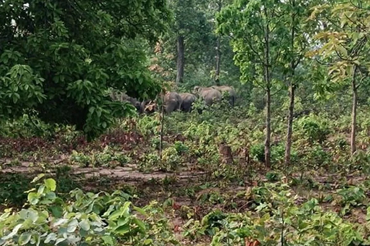 Elephants in Surguja