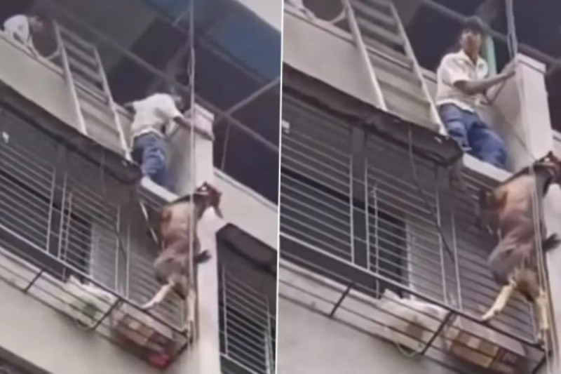 High-risk animal rescue Mumbr