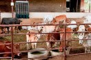 Fodder price hike Rajasthan