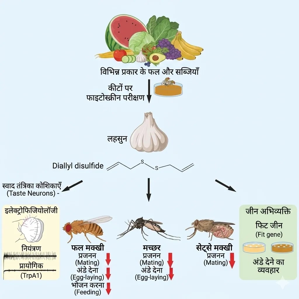 Garlic Can stop Mosquitoes chart