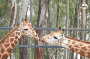 Rajasthan wildlife park