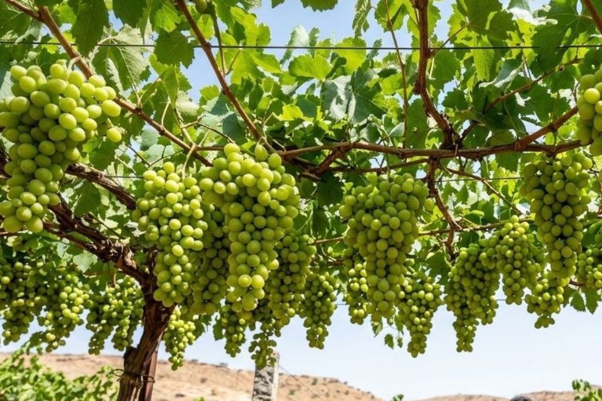 Grapes Cultivation In Marwar