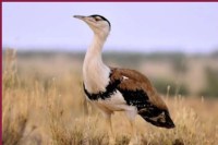 Great Indian Bustard