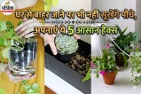 Summer Gardening Tips
