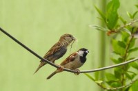 House Sparrow Survival Struggle