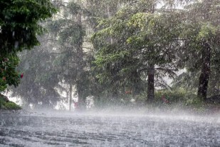 Monsoon Rain