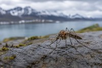 Iceland mosquitoes