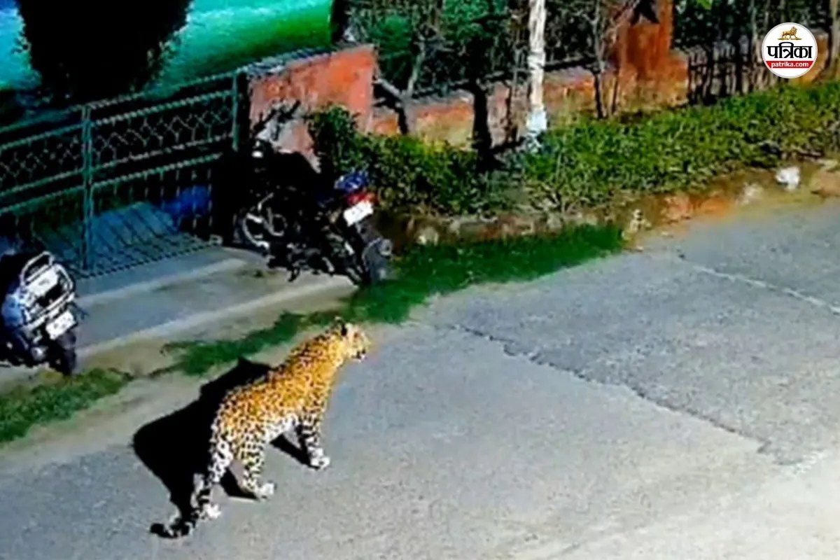 Jaipur Leopard Movement