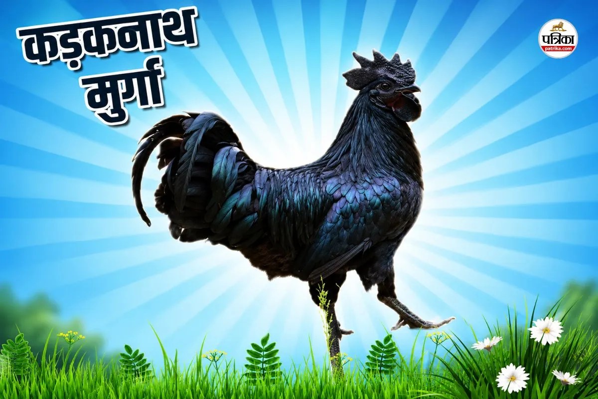 Rajasthan poultry farming
