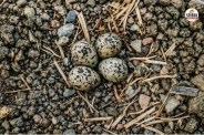 Lapwing Bird Eggs Rain Prediction,Chittorgarh
