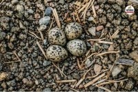 Lapwing Bird Eggs Rain Prediction,Chittorgarh