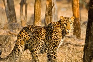 Leopard killed cow, leopard attack