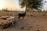 Barmer Derasar Animals Dying Water Crisis
