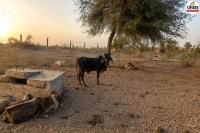 Barmer Derasar Animals Dying Water Crisis
