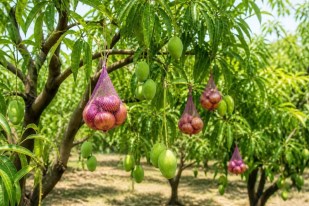 MP News Mango heatwave protection