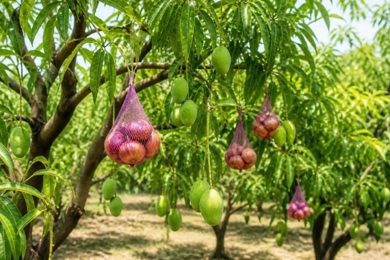 MP News Mango heatwave protection