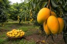Mango prices increased