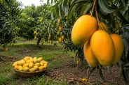 Mango prices increased