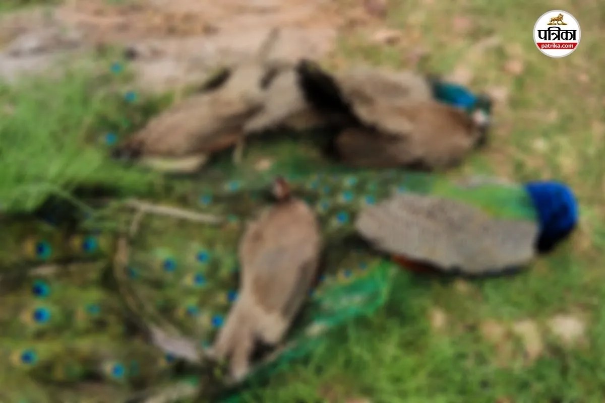 Peacocks Dead Poisonous Grain Poaching Cases - File PIC