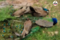 Peacocks Dead Poisonous Grain Poaching Cases - File PIC