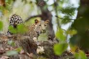 Leopard Population