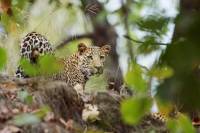 Leopard Population