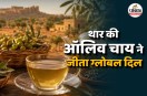 Olive Leaf Tea India