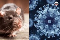 Orthohantavirus