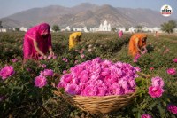 Ajmer district Desi rose in Panch Gaurav But not included in Prime Minister Crop Insurance Scheme why