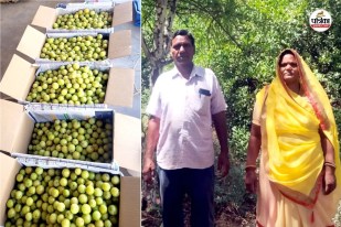 Rajasthan woman farmer changed fortunes Amla lemon horticulture Earning lakhs rupees