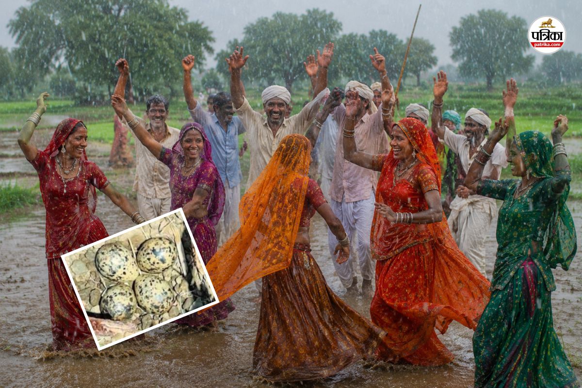 Rajasthan Monsoon 4 months heavy rain lapwing laid eggs farmer happy auspicious sign