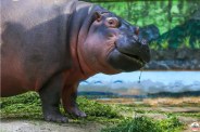 Rani Baug Hippo Deva Died