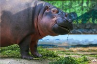 Rani Baug Hippo Deva Died