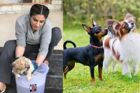कीड़ों से भरे और मौत के मुंह में पहुंचे 14 मासूम पपीज को बचाकर लाई रवीना टंडन, VIDEO वायरल