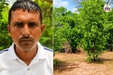 Sandalwood Farming Rajasthan