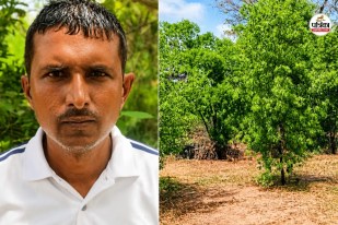 Sandalwood Farming Rajasthan