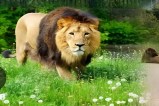 Sajjangarh Biological Park Lioness